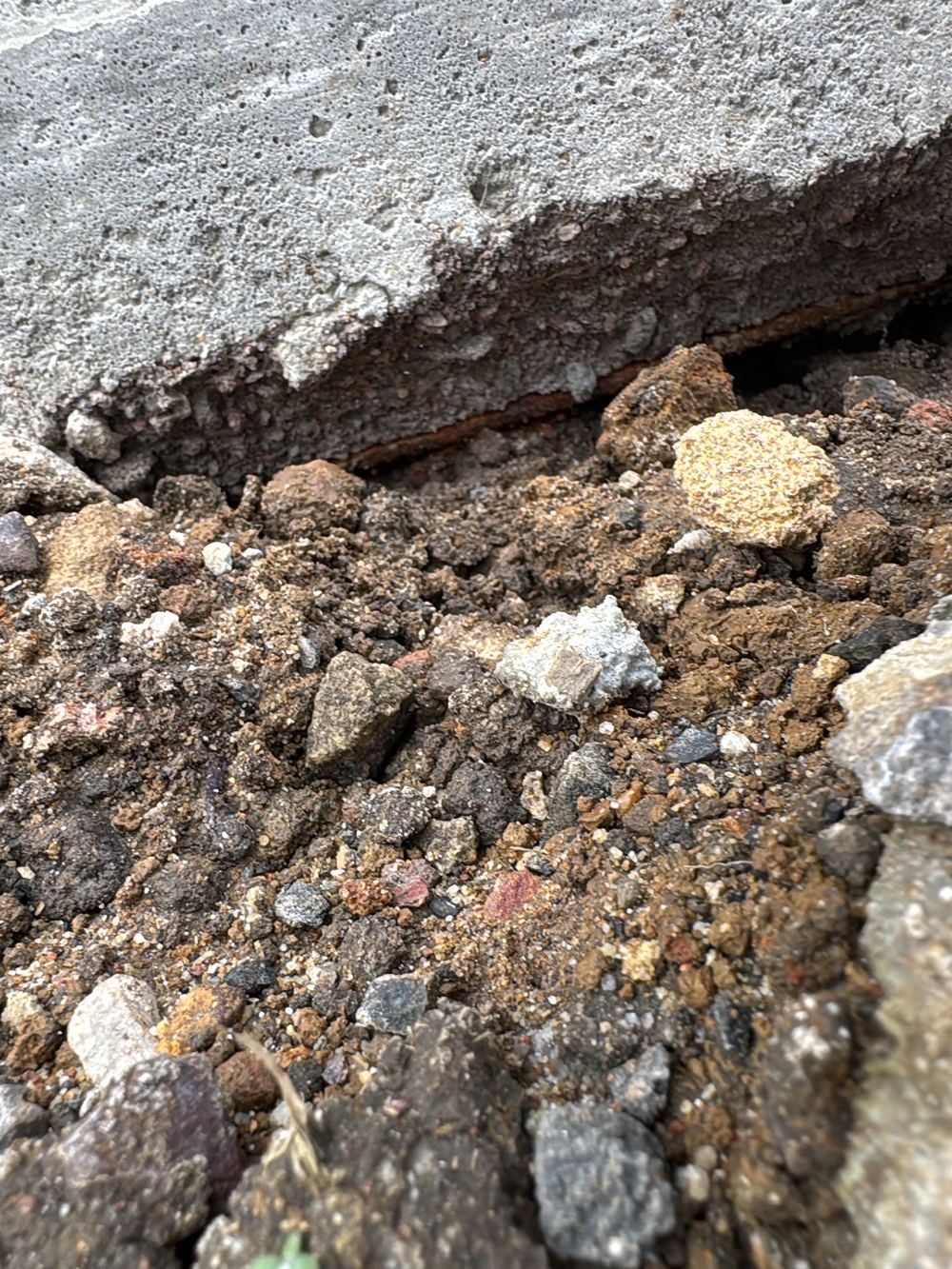 Driveway reinforcement exposed at the slab edge through inadequate cover, recorded during a defect investigation in Ermington